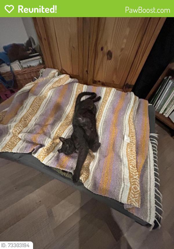 Reunited Male Cat last seen N springbrook rd, Newberg, OR 97132