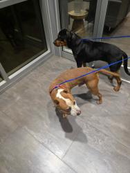 Reunited Male Dog last seen Planet Fitness Ramsey St, Fayetteville, NC 28311