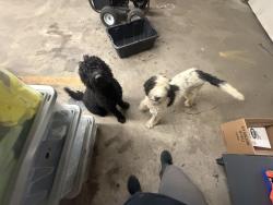 Reunited Male Dog last seen Maybin's Trash Service, Hendersonville, NC 28791