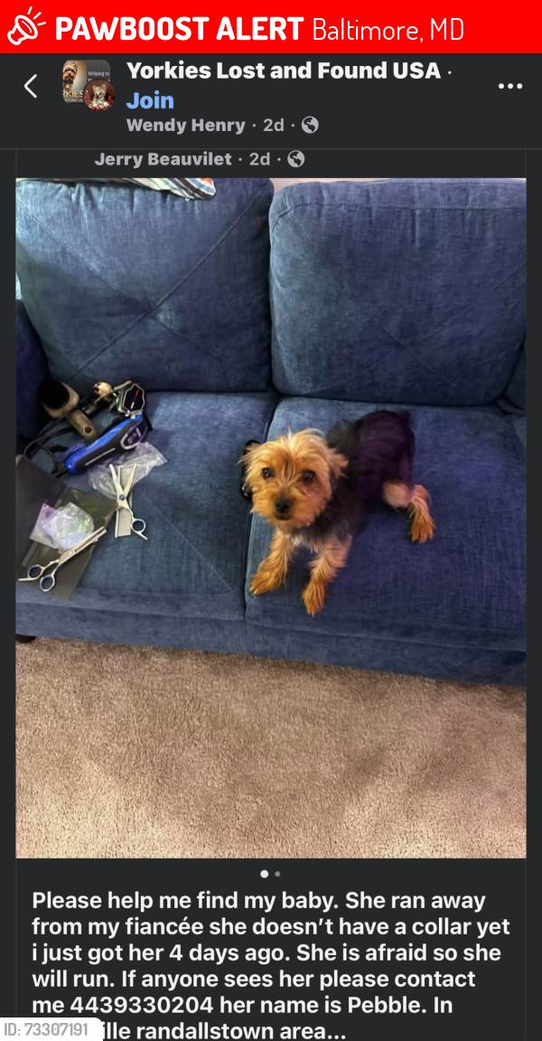 Lost Female Dog last seen Scotts Level Rd, Baltimore, MD 21208