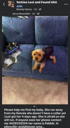 Lost Female Dog last seen Scotts Level Rd, Baltimore, MD 21208