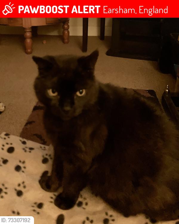 Lost Male Cat last seen Church Road Earsham, Earsham, England 