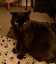 Lost Male Cat last seen Church Road Earsham, Earsham, England 