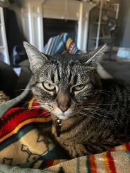 Lost Female Cat last seen NW 14th St and NW 12th Ave, Battle Ground, WA 98604