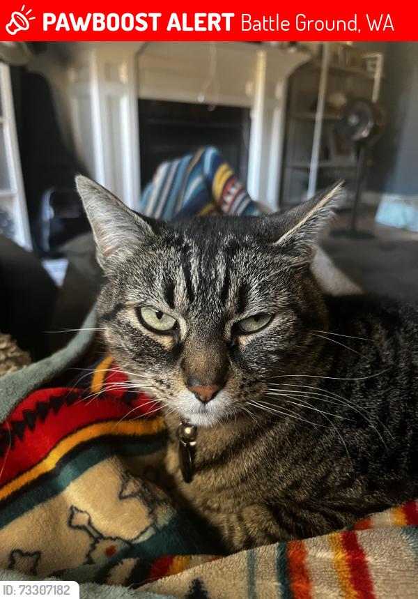 Lost Female Cat last seen NW 14th St and NW 12th Ave, Battle Ground, WA 98604