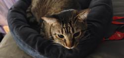 Reunited Male Cat last seen 60th, Lynnwood, WA 98036