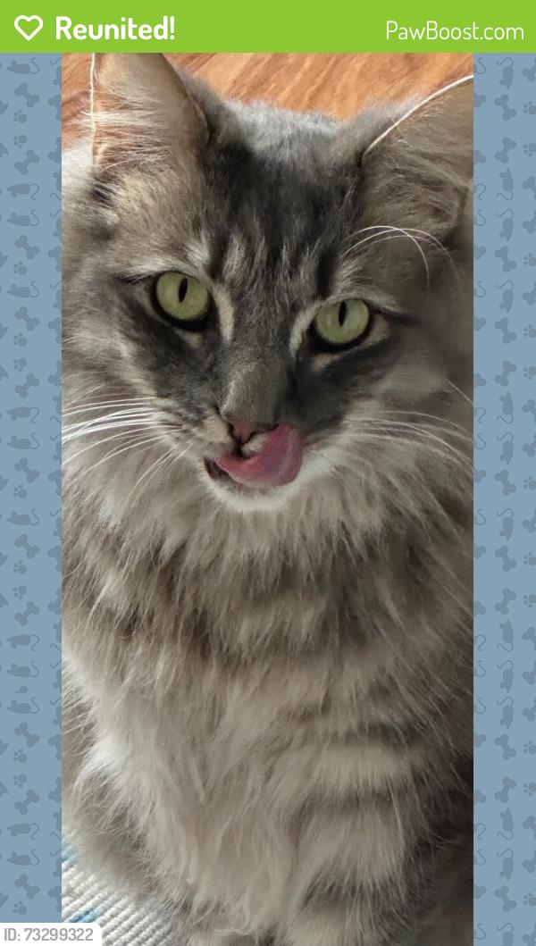 Reunited Male Cat last seen Cook parade neighbourhood centre, Saint Clair, NSW 2759