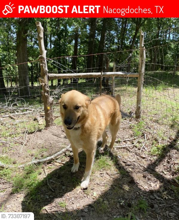 Lost Male Dog last seen Fm 1878, Nacogdoches, TX 75961