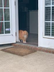 Reunited Female Cat last seen Dowenbury Drive, Myrtle Beach, SC 29588