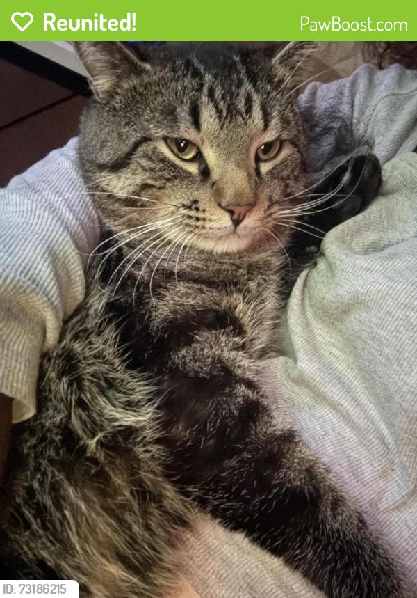 Reunited Male Cat last seen Aquifer Ln, Davenport, FL 33837
