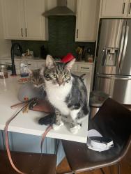 Reunited Male Cat last seen Syracuse and e 24th ave, Denver, CO 80238