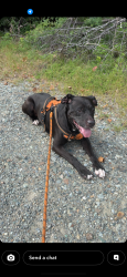 Found/Stray Male Dog last seen Near William Bunch Auctions, Chadds Ford, PA 19317
