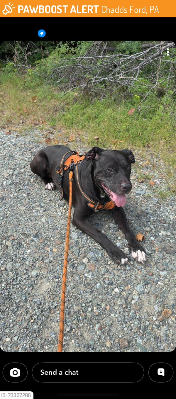 Found/Stray Male Dog last seen Near William Bunch Auctions, Chadds Ford, PA 19317
