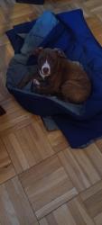 Found/Stray Unknown Dog last seen Anascostia Avenue NE, Washington, DC 20019