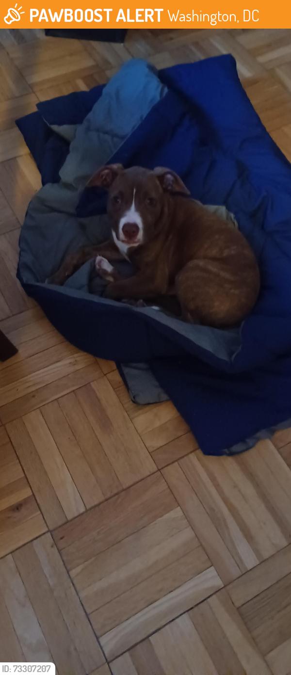 Found/Stray Unknown Dog last seen Anascostia Avenue NE, Washington, DC 20019