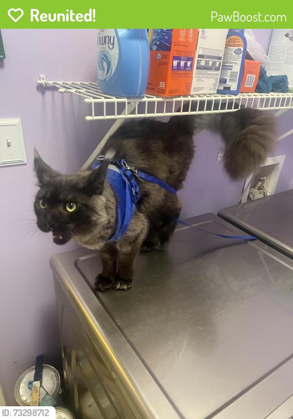 Reunited Unknown Cat last seen Sam Dee Rd, Charlotte 28215, Charlotte, NC 28215