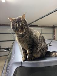 Reunited Male Cat last seen Clockwise street, Greenvale, VIC 3059