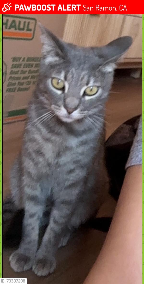 Lost Male Cat last seen Lakeview drive, San Ramon, CA 94582