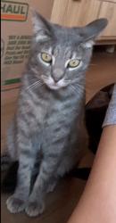 Lost Male Cat last seen Lakeview drive, San Ramon, CA 94582