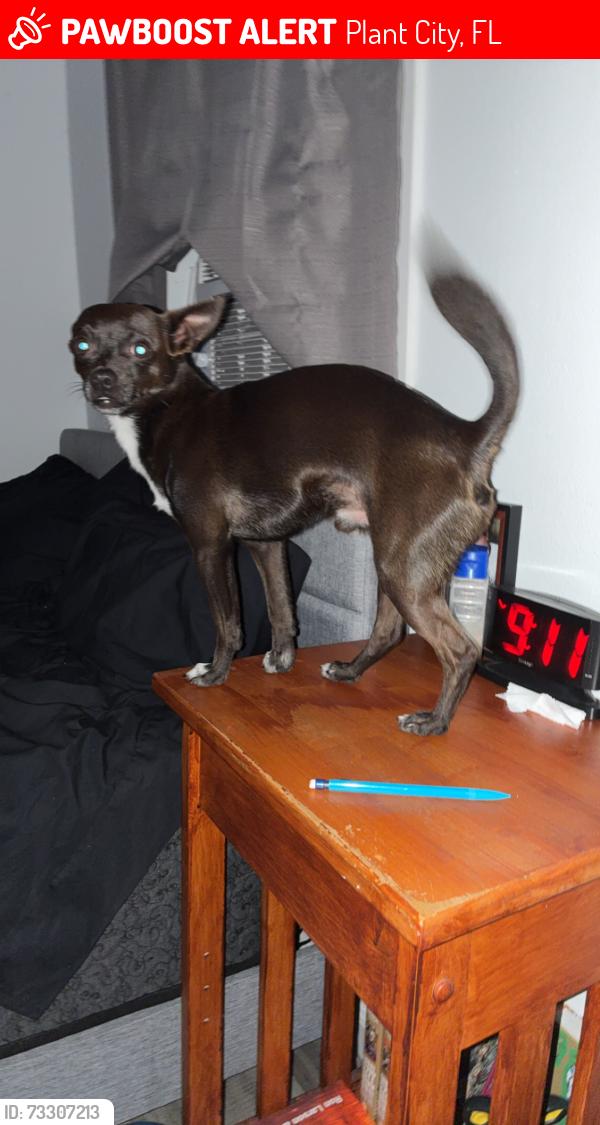 Lost Male Dog last seen Wallace rd, Plant City, FL 33567