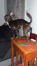 Lost Male Dog last seen Wallace rd, Plant City, FL 33567