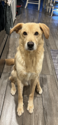 Lost Male Dog last seen Johnny g economedies high school, Edinburg, TX 78542