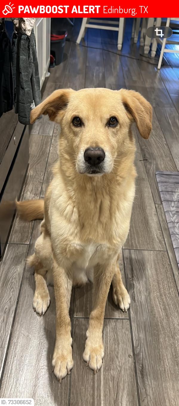 Lost Male Dog last seen Johnny g economedies high school, Edinburg, TX 78542