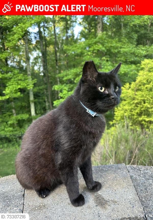 Lost Male Cat last seen Sugar Magnolia Drive, Mooresville, NC 28115