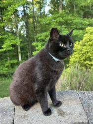 Lost Male Cat last seen Sugar Magnolia Drive, Mooresville, NC 28115