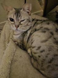 Lost Female Cat last seen N Gary Lane, Boise, ID 83714