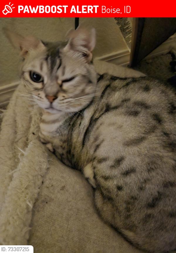 Lost Female Cat last seen N Gary Lane, Boise, ID 83714