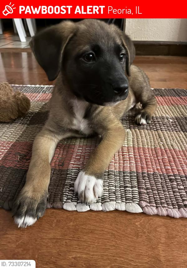 Lost Female Dog last seen Warren and Ann St going towards washington st, Peoria, IL 61605