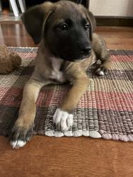 Lost Female Dog last seen Warren and Ann St going towards washington st, Peoria, IL 61605