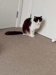 Lost Female Cat last seen Barns Lane Fishing lake, West Midlands, England 