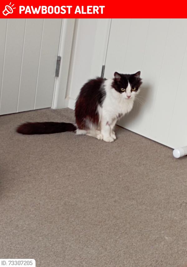 Lost Female Cat last seen Barns Lane Fishing lake, West Midlands, England 