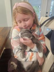 Reunited Female Cat last seen Near Biscayne Drive, Wilmington, NC 28411