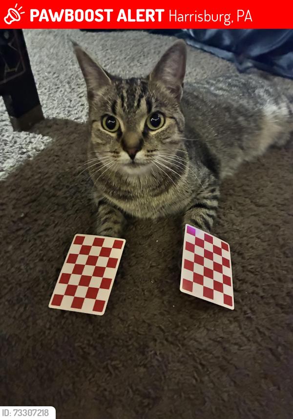 Lost Female Cat last seen Fried chicken place, Harrisburg, PA 17104