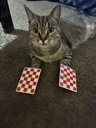 Lost Female Cat last seen Fried chicken place, Harrisburg, PA 17104