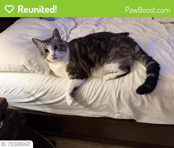 Reunited Female Cat last seen Lake and Lincoln, Hemet, CA 92544