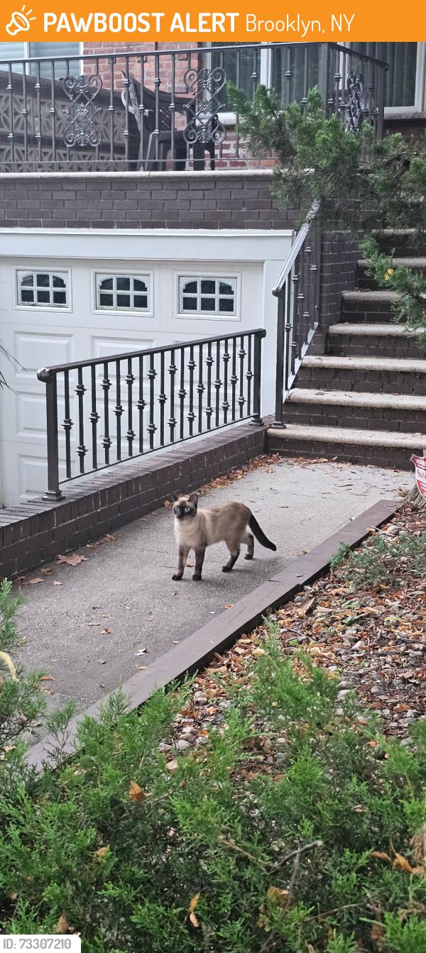 Found/Stray Unknown Cat last seen Bedford Ave between Ave W & X, Brooklyn, NY 11229