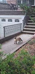 Found/Stray Unknown Cat last seen Bedford Ave between Ave W & X, Brooklyn, NY 11229