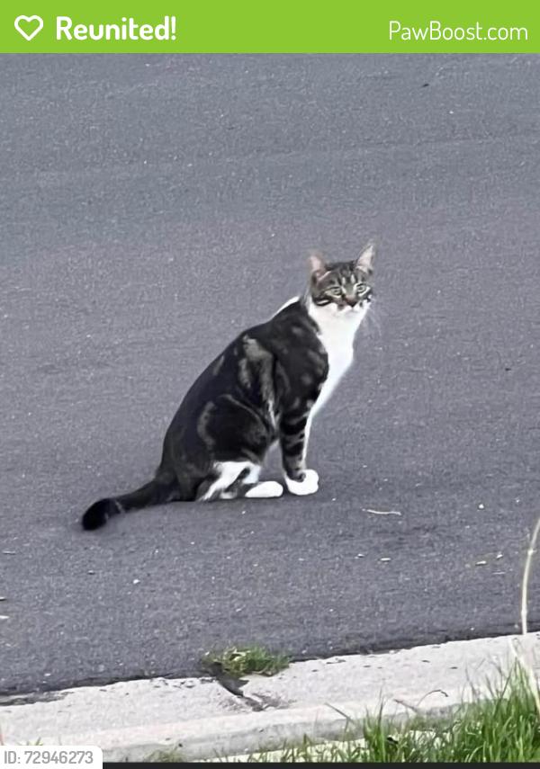 Reunited Male Cat last seen E. 24th ave and Syracuse, Denver, CO 80238