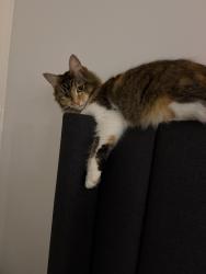 Reunited Female Cat last seen Near Mahon avenue Beaconsfeild, Beaconsfield, VIC 3807