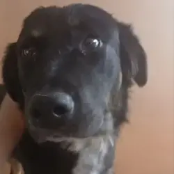 Reunited Male Dog last seen Cometa Avenue & Jouett Street, Los Angeles, CA 91331