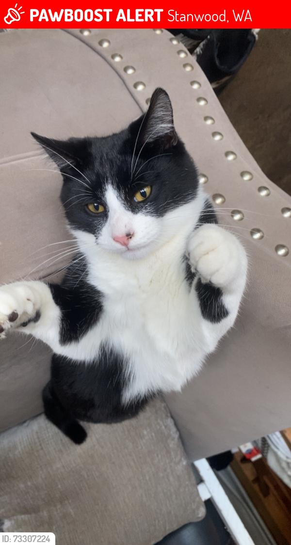 Lost Male Cat last seen Peninsula Road, Stanwood, WA 98292