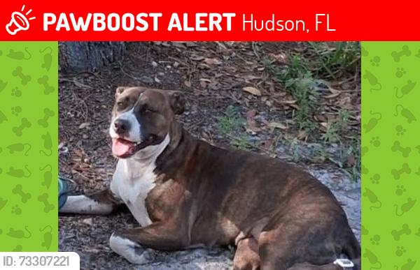 Lost Female Dog last seen Elliott Lane & Seifert Rd, Hudson, FL 34667