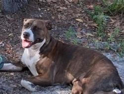 Lost Female Dog last seen Elliott Lane & Seifert Rd, Hudson, FL 34667