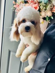 Lost Female Dog last seen Meadow Creek Village off of HWY 200. Cabarrus County, Midland, NC 28107