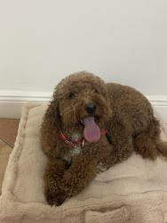Lost Female Dog last seen Serena Lakes Park, Miami, FL 33177