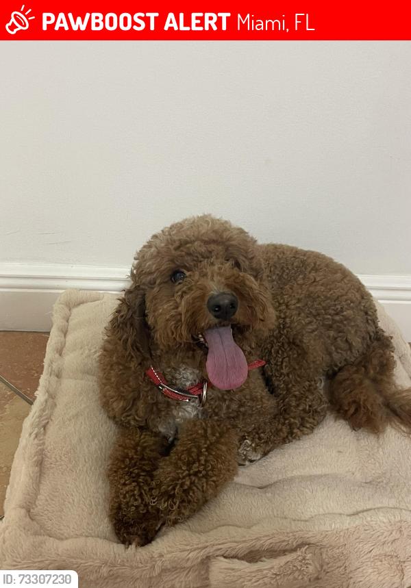 Lost Female Dog last seen Serena Lakes Park, Miami, FL 33177